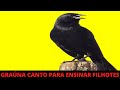 GRAÚNA PRETO CANTO TREINAMENTO PARA ENSINAR FILHOTES  -  CANTO DO PÁSSARO GRAÚNA ENSINANDO FILHOTES