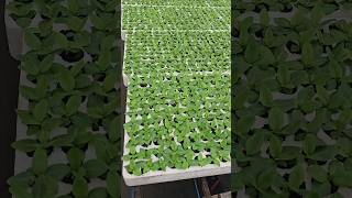Cây giống cát tường tết 2026 #caygionghoacattuong #hoacattuong #lisianthus #eustoma