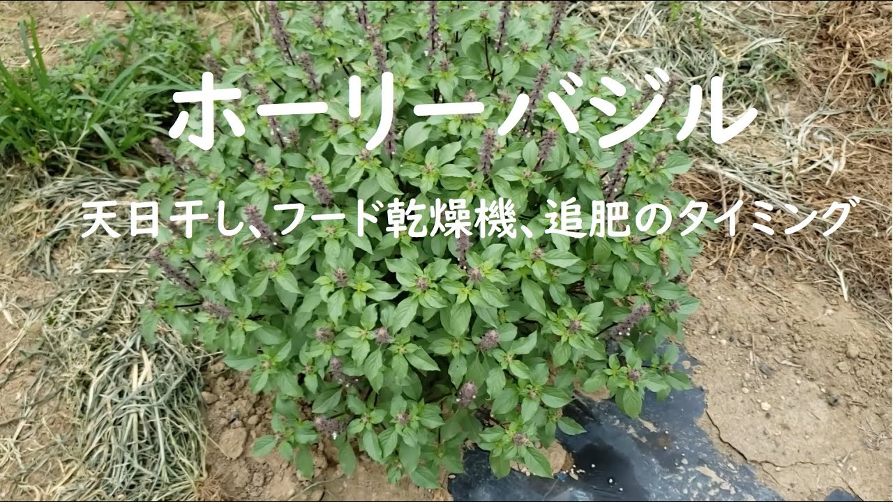ホーリーバジル 天日干し乾燥 フード乾燥機 追肥のタイミング Youtube