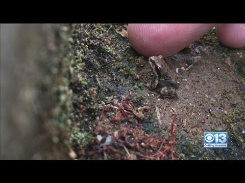 Tiny Frogs Take
