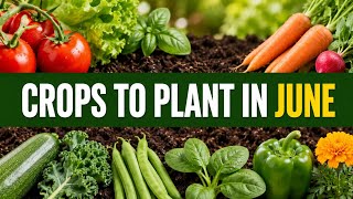16 Crops You Should Plant In June ASAP 