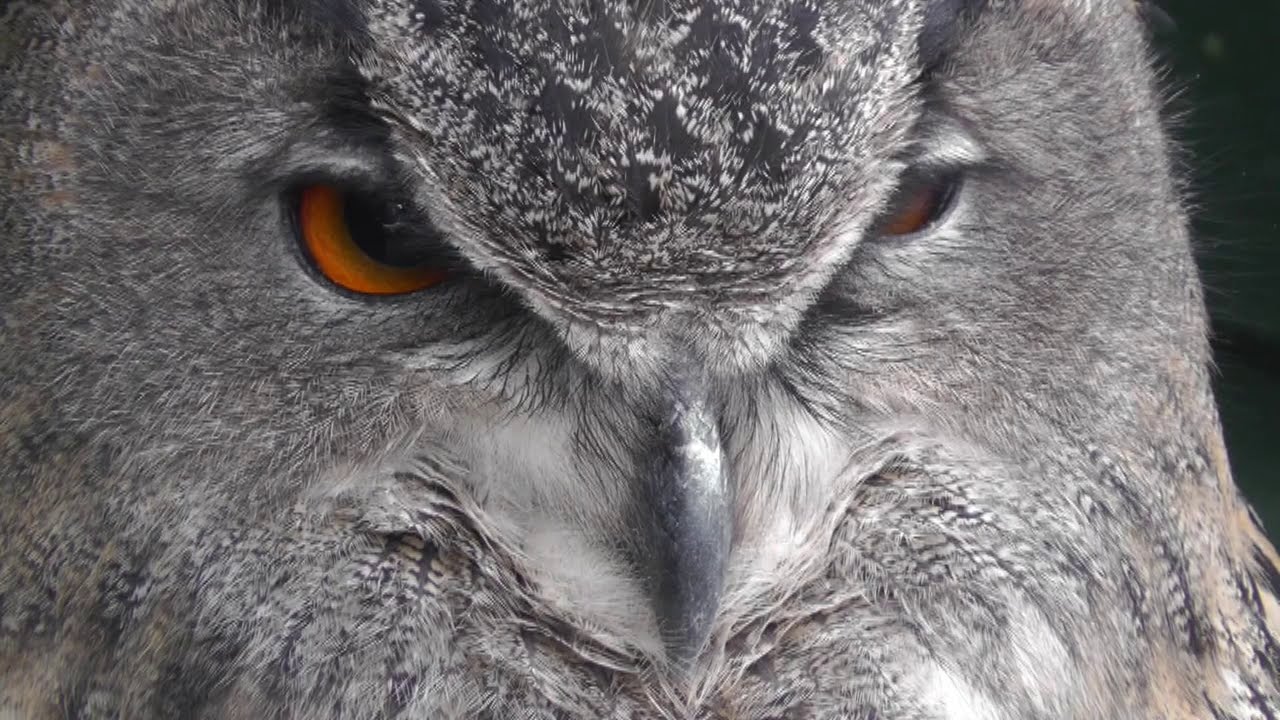 European Eagle Owl - Eurasian Owls 