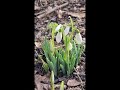 Przebiśniegi #flowers #forest #nature #plants #winter #naturelovers #beautyofthenature #shorts