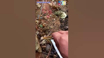 Giúp con rết thoát thỏi rắn mối #shorts