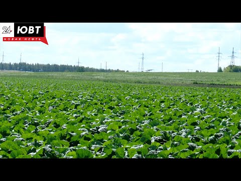 Video: Арык табакка бышырылган капуста