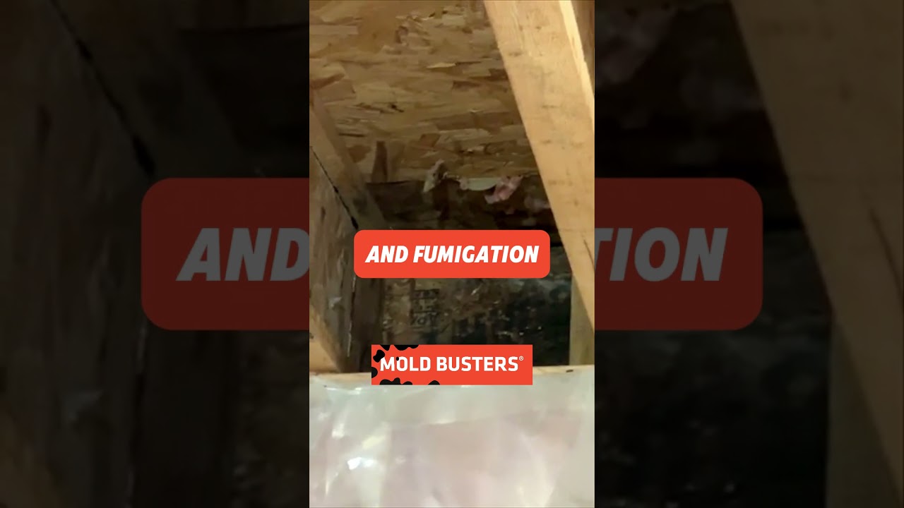 Mold on Wood - Free Virtual Inspection