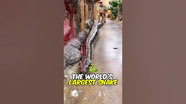 Green Anaconda | Nature's Giant Serpent 🐍