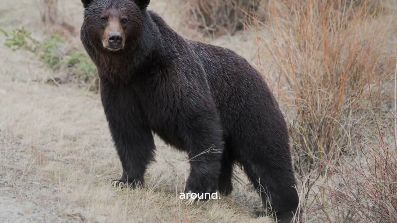 Nikki Reed Shares Update On Life With Ian Somerhalder And Their 2 Kids - E! News | Nikki R