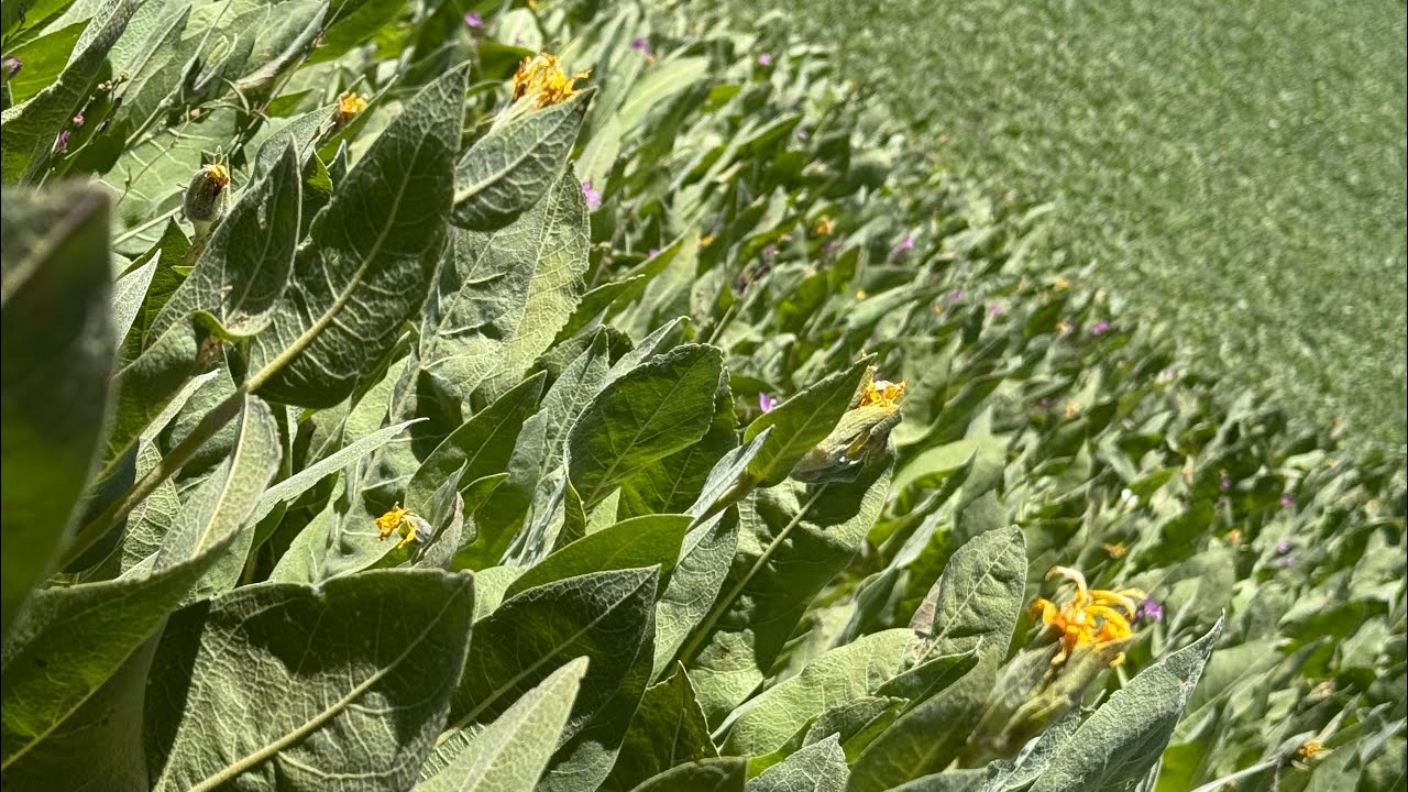 Pacific Crest Trail 2025: South Lake Tahoe to Jackson Meadows Reservoir