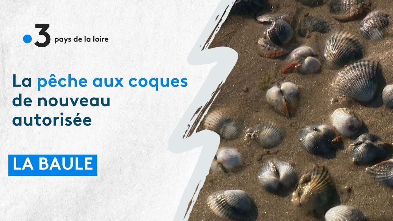 La Baule ouverture de la pêche à la coque YouTube — free download