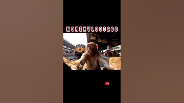 My First Vlog 🐒😊 || Ai monkey vlog || Ai monkey video #aimonkey #myfirstvlog #vlog