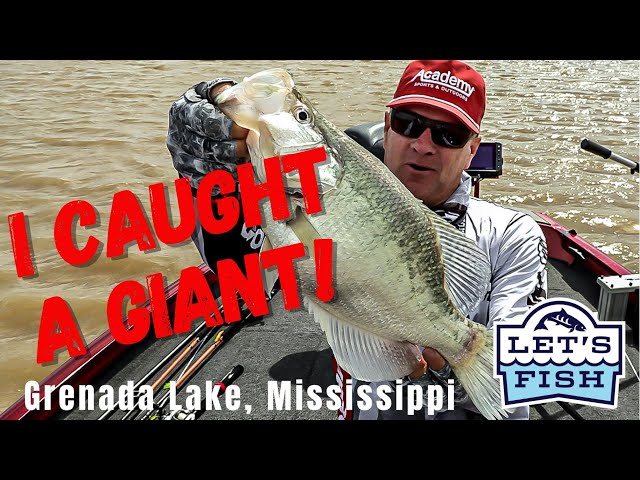 Did you see this GIANT crappie?! Let's Fish #6-2021 SouthEAST Grenada Lake,  Mississippi 