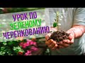 Урок по зеленому черенкованию плодовых и хвойных растений