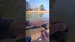 Bass Caught on a Jackal Mikey Jr Wakebait