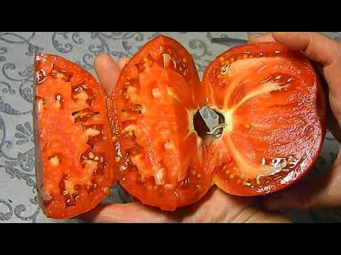 Томат Гигант Фарина. Тест спелых плодов. - YouTube