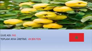 Dünyada En Fazla Ayva Üreten 5 Ülke