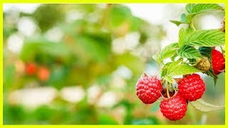 Hojas De Frambueso Para Tener Un Útero Saludable