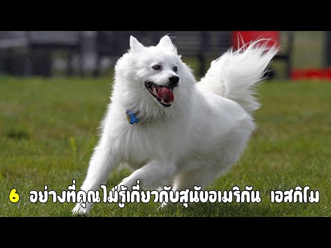 วีดีโอ: สายพันธุ์สุนัขจีน