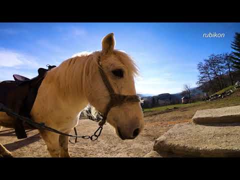Beautiful Horses - Jahački Klub Mustang - Branko Šuman @AdelHuseinspahic