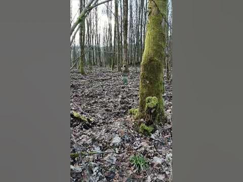 весенний лес, нарцисс - YouTube