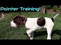 Wing Training a Pointer Puppy Wing Training a Pointer Puppy