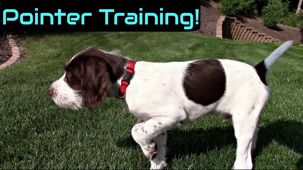 pointer puppy training