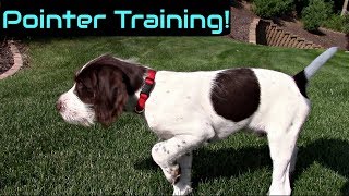 Wing Training a Pointer Puppy screenshot 3