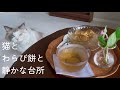 【夏の昼】猫とわらび餅と、静かな台所|ねことひと匙の幸せ