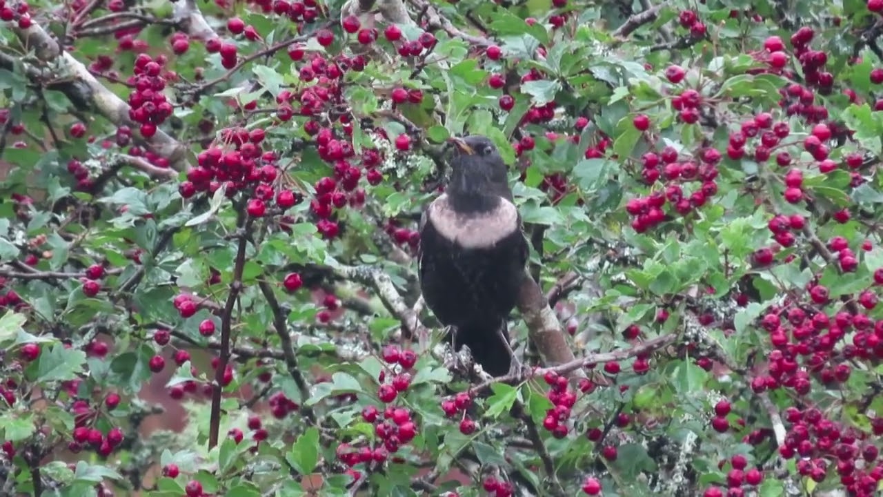 Ring Ouzels Turdus torquatus, Soussons Down, Dartmoor, Devon UK 12 October 2023