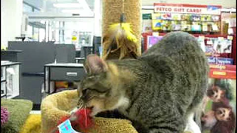 Watch the video about Jagger Rumpie Abbyssian Manx ADOPTED 04-09-2010