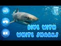🦈 Dive with Great white shark in 360° 🌊 Ocean Rift VR [8K]