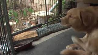 Kim Demiş Kedi Ve Köpek En Iyi Dost Olamaz Diye?