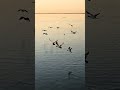 Canadian geese and seagulls gracefully gliding over a calm lake during a golden hour sunset