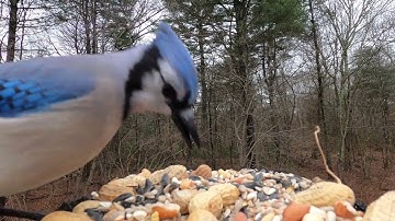 Three minutes at the feeder