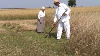 POLSKIE ŻNIWA   historyczne i współczesne