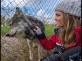 Howling with the wolves in the uk  wildlife conservation