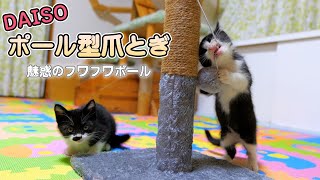 猫部屋にダイソーのポール型爪とぎを置いたら早速子猫達が‥🐈🐈💨【仲良し子猫姉妹の成長記録】