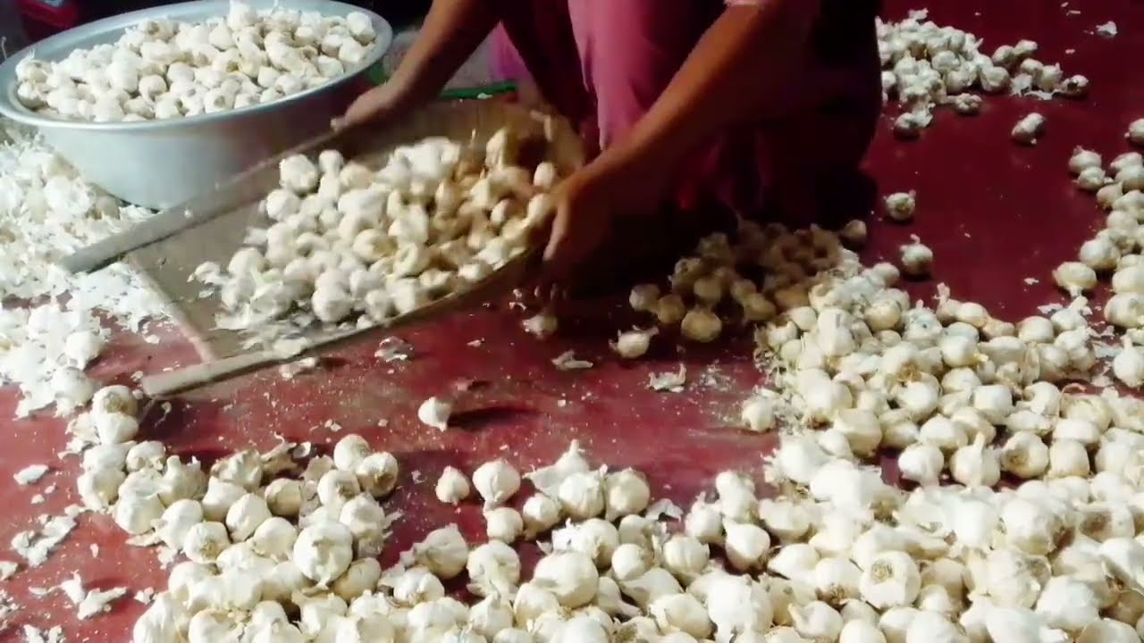 রসুন বাছাই চলছে, হাটের জন্য!