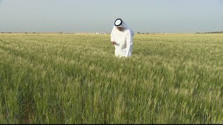 🇶🇦 قطر تنضم إلى مصاف الدول المنتجة لمحصول القمح