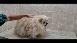 Difficult Doggie Groom; Heavily matted Pomeranian/Chihuahua full groom, dog grooming, no restraints