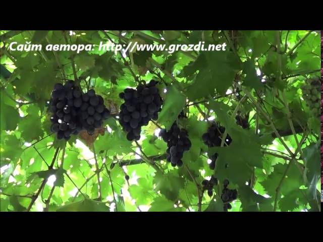 Сорт винограда: Руслан