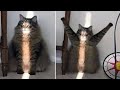 ПРИКОЛЫ С ЖИВОТНЫМИ ДО СЛЕЗ / Смешные КОТЫ 2021 / Приколы с КОТАМИ / Funny ANIMALS video #24