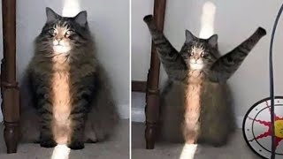 ПРИКОЛЫ С ЖИВОТНЫМИ ДО СЛЕЗ / Смешные КОТЫ 2021 / Приколы с КОТАМИ / Funny ANIMALS video #24