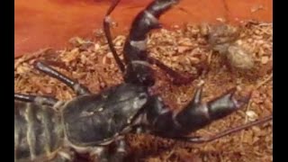 Vinegaroon(Cassius Clay) hunts Spider (Assistant director T.Mac) by Life Vs. Death 1,008 views 7 years ago 3 minutes, 7 seconds