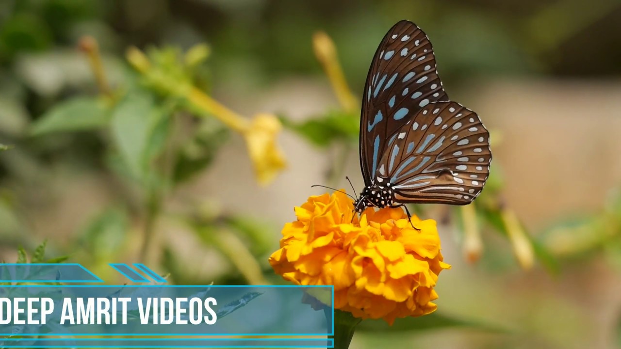 Relaxation video to relief stress and workload | Nature love | butterfly#nature#relax