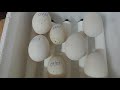Kaz yumurtaları kuluçka makinesinde 7. gün. Kaz yavruları yolda 7. gün oldu.