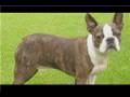 Dog Breeds & Dog Training : How to Care for a Boston Terrier Dog Breeds & Dog Training : How to Care for a Boston Terrier