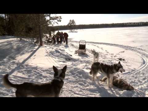 Video: Kuinka Valjastaa Husky