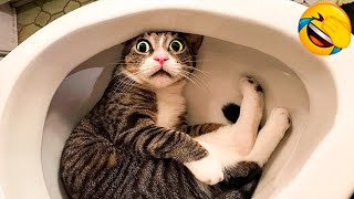 Famous You Laugh You Lose 🐱 Funniest Cats and Dogs 2026 😂 Part 4 Profile