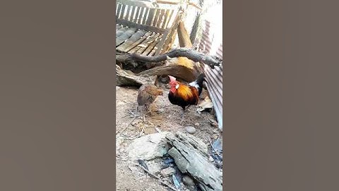 tso nrog poj cais me nyuam tso noob qaib dib tuaj zoo